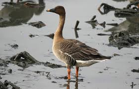 Image result for Anser fabalis