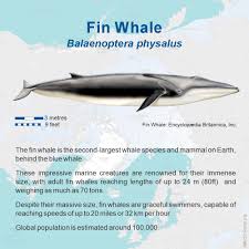 Image result for Balaenoptera physalus