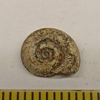 Attēlu rezultāti vaicājumam “Planorbis planorbis”