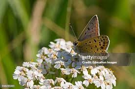 Attēlu rezultāti vaicājumam “Lycaena tityrus male”