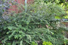 Attēlu rezultāti vaicājumam “Cotoneaster multiflorus leaf”