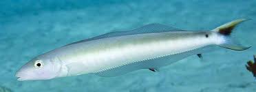 Image result for Malacanthus plumieri