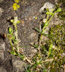 Attēlu rezultāti vaicājumam “Sagina procumbens flower”