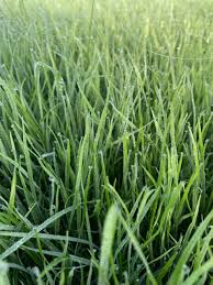 Attēlu rezultāti vaicājumam “Lolium perenne”