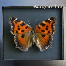 Attēlu rezultāti vaicājumam “Nymphalis xanthomelas”