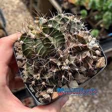 Image result for Gymnocalycium
