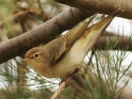 Image result for Phylloscopus orientalis