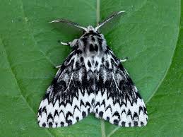 Attēlu rezultāti vaicājumam “Lymantria monacha imago”