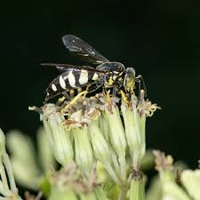 Attēlu rezultāti vaicājumam “Crabronidae”