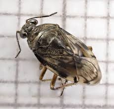 Attēlu rezultāti vaicājumam “Saldula saltatoria”