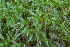 Attēlu rezultāti vaicājumam “Sciuro-hypnum curtum”