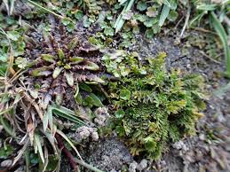 Attēlu rezultāti vaicājumam “Plantago uniflora”