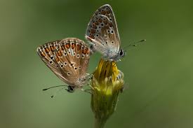 Attēlu rezultāti vaicājumam “Aricia artaxerxes”