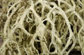 Attēlu rezultāti vaicājumam “Evernia mesomorpha”