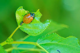 Attēlu rezultāti vaicājumam “Chrysomela populi”