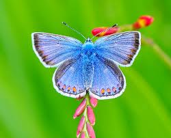 Attēlu rezultāti vaicājumam “Polyommatus icarus”