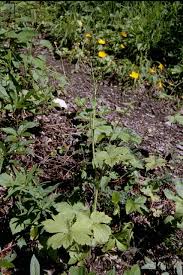 Attēlu rezultāti vaicājumam “Ranunculus lanuginosus bud”