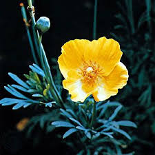 Attēlu rezultāti vaicājumam “Papaveraceae”