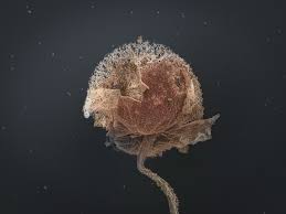 Attēlu rezultāti vaicājumam “Lamproderma pseudomaculatum spores”