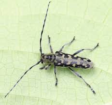 Attēlu rezultāti vaicājumam “Saperda scalaris”