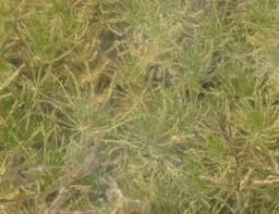 Attēlu rezultāti vaicājumam “Chara polyacantha”