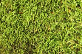 Attēlu rezultāti vaicājumam “Isothecium alopecuroides”