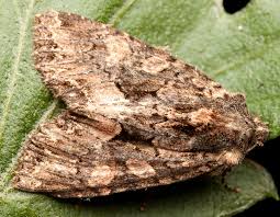 Attēlu rezultāti vaicājumam “Mniotype satura”