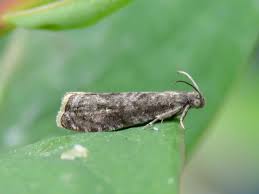 Attēlu rezultāti vaicājumam “Grapholita funebrana”