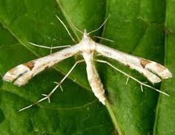 Attēlu rezultāti vaicājumam “Platyptilia gonodactyla”