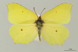 Attēlu rezultāti vaicājumam “Gonepteryx rhamni male”