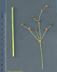 Attēlu rezultāti vaicājumam “Juncus articulatus”