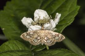 Attēlu rezultāti vaicājumam “Anania coronata”