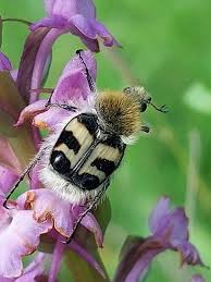 Attēlu rezultāti vaicājumam “Trichius fasciatus imago”