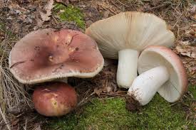 Attēlu rezultāti vaicājumam “Russula vesca”