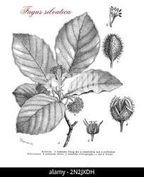 Attēlu rezultāti vaicājumam “Fagus sylvatica female flower”