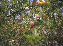 Attēlu rezultāti vaicājumam “Poa angustifolia fruit”