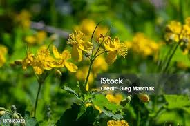 Attēlu rezultāti vaicājumam “Chelidonium majus flower”