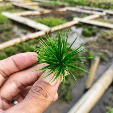 Attēlu rezultāti vaicājumam “Diderma cinereum”