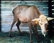 Elk with <b>chronic wasting</b>