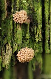 Attēlu rezultāti vaicājumam “Tubifera applanata spores”