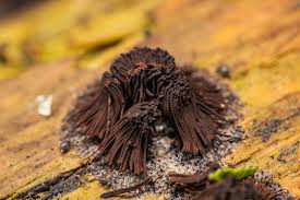 Attēlu rezultāti vaicājumam “Stemonitis lignicola macro”