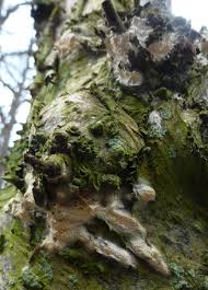 Attēlu rezultāti vaicājumam “Porotheleum fimbriatum”