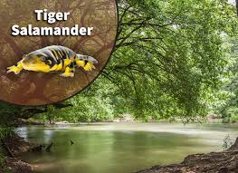 Attēlu rezultāti vaicājumam “Diderma tigrinum stalked”