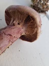 Attēlu rezultāti vaicājumam “Cortinarius traganus”