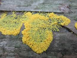 Attēlu rezultāti vaicājumam “Physarum murinum”