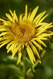 Attēlu rezultāti vaicājumam “Inula salicina flower”