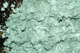 Attēlu rezultāti vaicājumam “Lecanactis abietina”