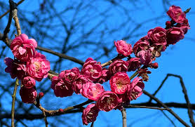 Attēlu rezultāti vaicājumam “Hamamelis vernalis flower”