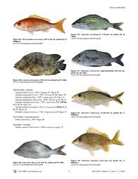 Image result for Rhomboplites aurorubens