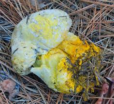 Attēlu rezultāti vaicājumam “Hypomyces chrysospermus”